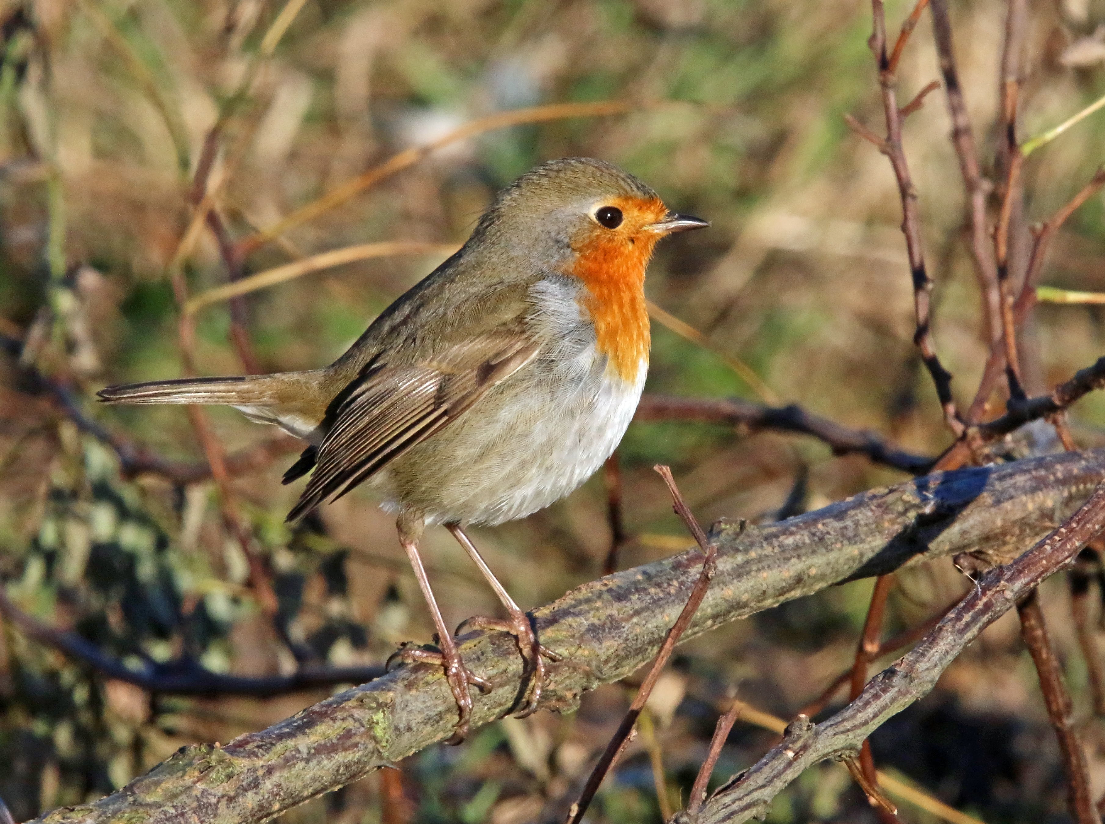 Rouge gorge familier.